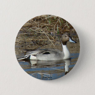 B5 Pintail Duck Drake 6 Cm Round Badge