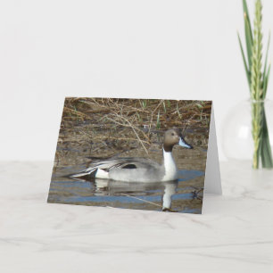 B5 Pintail Duck Drake Card