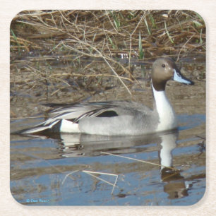 B5 Pintail Duck Drake Square Paper Coaster