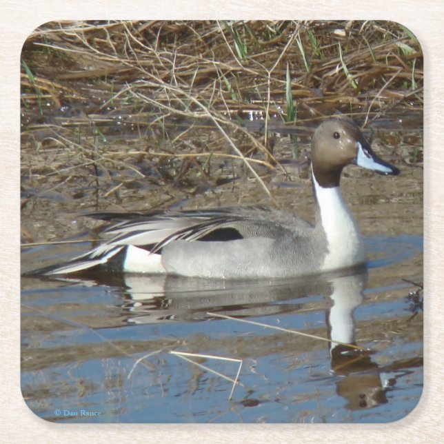 B5 Pintail Duck Drake Square Paper Coaster (Front)