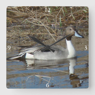 B5 Pintail Duck Drake Square Wall Clock