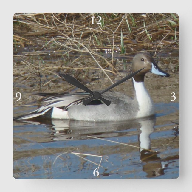 B5 Pintail Duck Drake Square Wall Clock (Front)