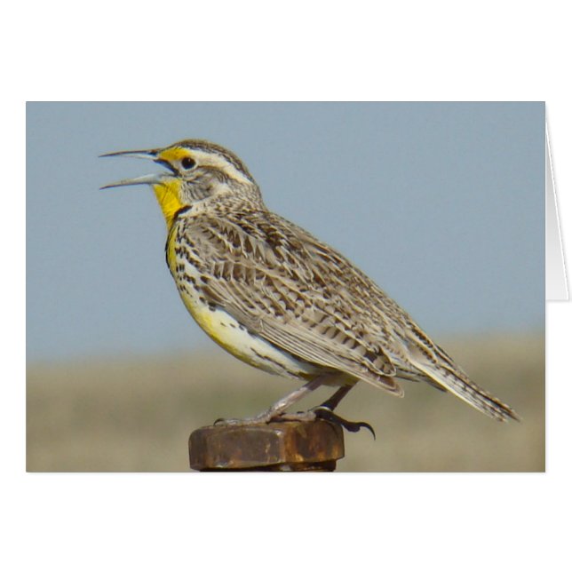 B6 Western Meadowlark (Front Horizontal)