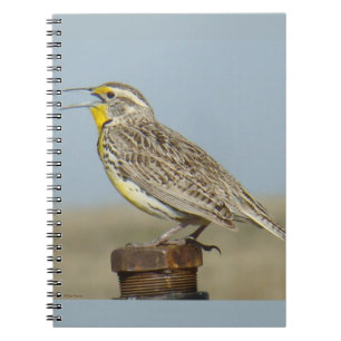 B6 Western Meadowlark Notebook
