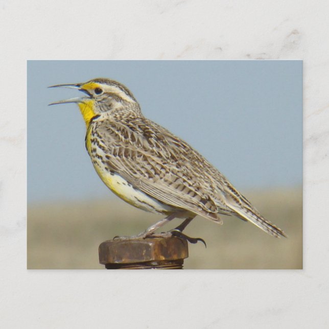 B6 Western Meadowlark Postcard (Front)
