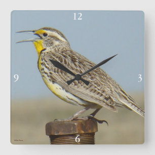 B6 Western Meadowlark Square Wall Clock