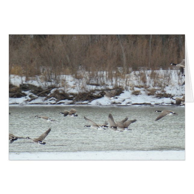 B7 Canadian Geese in Flight (Front Horizontal)