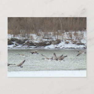 B7 Canadian Geese in Flight Postcard