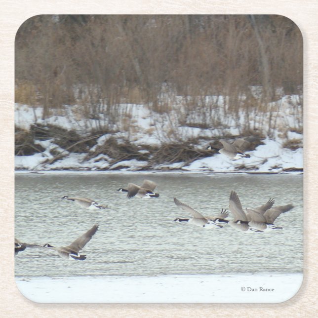 B7 Canadian Geese Over Winter River Square Paper Coaster (Front)