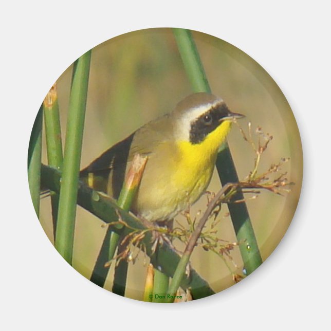 B9 Common Yellowthroat Magnet (Front)