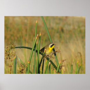 B9 Common Yellowthroat Poster