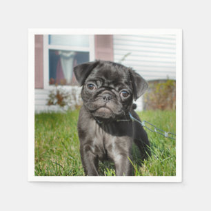 B;ack Pug pupp Napkin