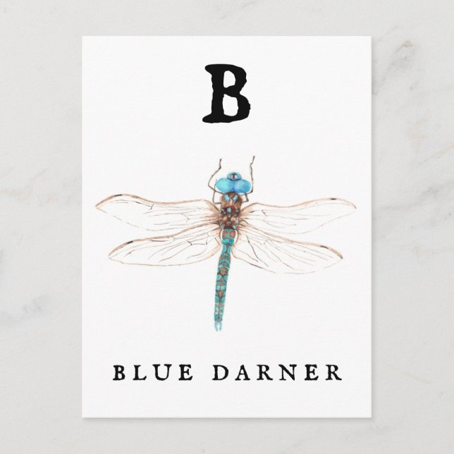 "B" Blue Darner   Postcard (Front)