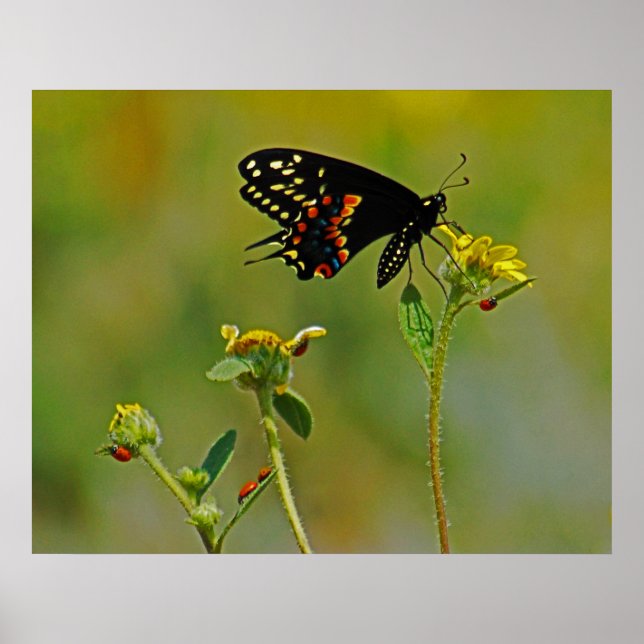 B-Fly & the Ladybugs Poster (Front)