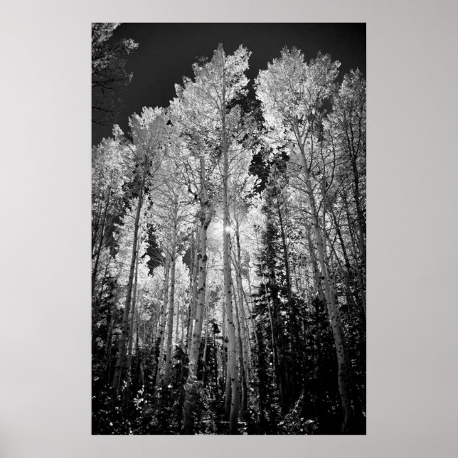 B & W Aspen Trees Poster (Front)