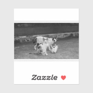 B&W - Cats