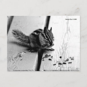 B&W Chipmunk Squirrel Postcard