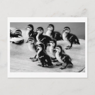 B&W Ducklings Postcard