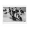 B&W Ducklings Postcard