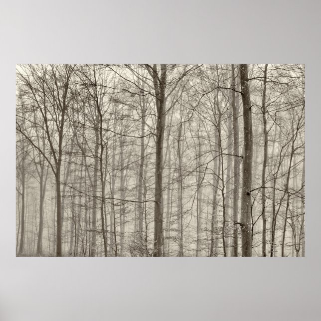 B&W Forest with morning fog behind the trees Poster (Front)