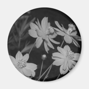 B&W - Group of Sulphur Cosmos Magnet