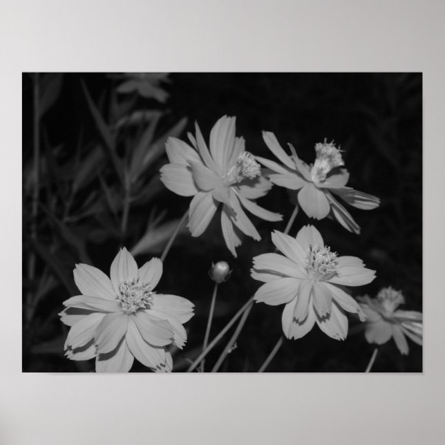 B&W - Group of Sulphur Cosmos Poster (Front)
