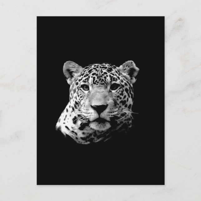 B&W Jaguar Postcard (Front)