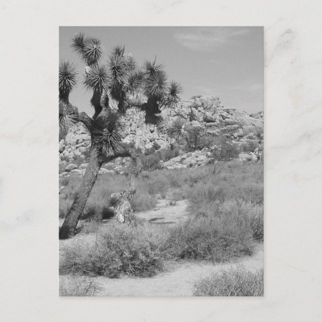 B&W Joshua Tree National Park 3 Postcard (Front)
