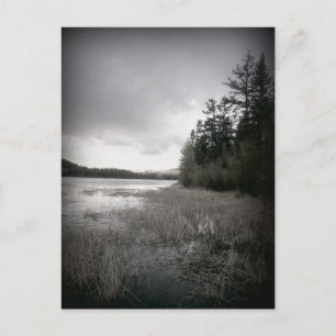 B&W Lake Marsh Landscape Postcard