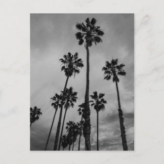 B&W Los Angeles Palms Postcard