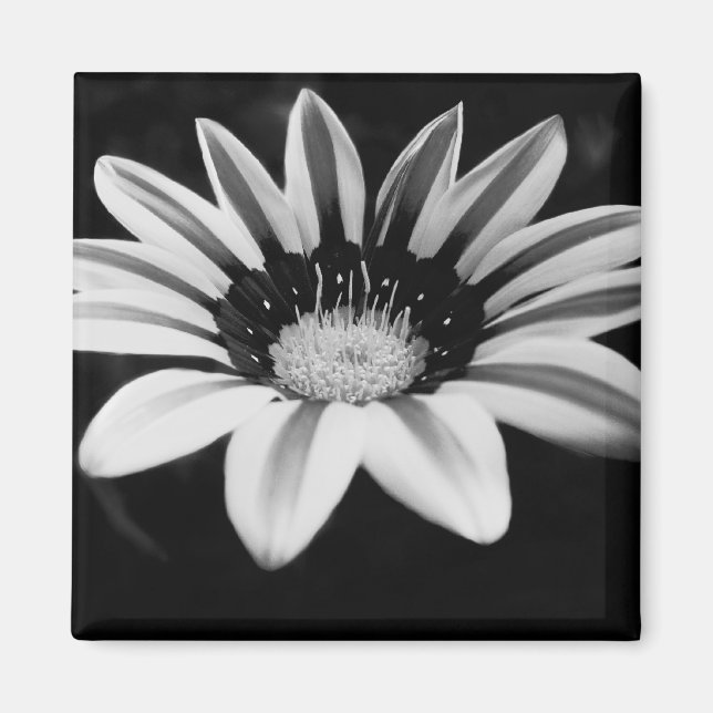B&W MAGNET (Front)