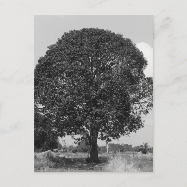 B&W Mango Tree Postcard (Front)