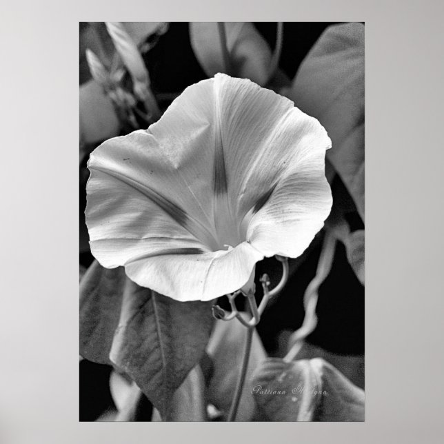 B & W Morning Glory Print (Front)