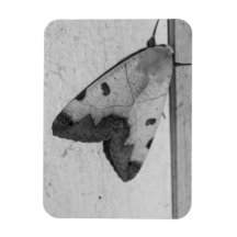 B&W - Ophiusa tirhaca, the green drab