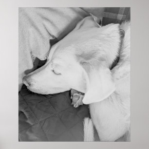 B & W Photo of Beautiful White Dog Sleeping Poster