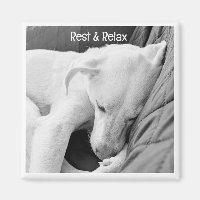 B & W Photo of Cute Dog Sleeping Get Well Soon