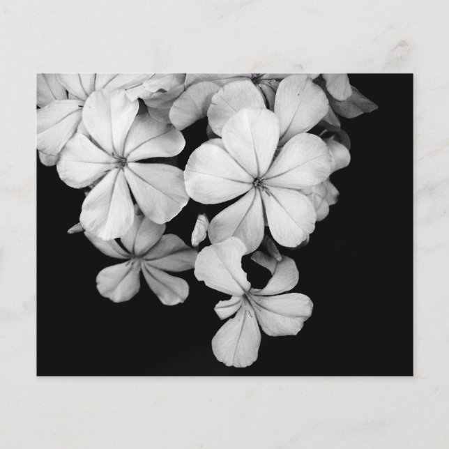 b&w postcard (Front)