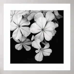 b&w postcard foil prints