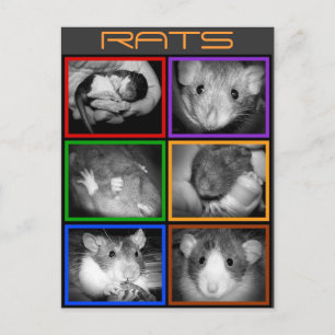 B&W RATS collage Postcard