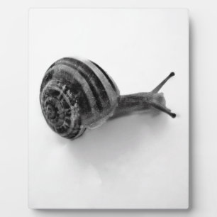 B&W snail Plaque