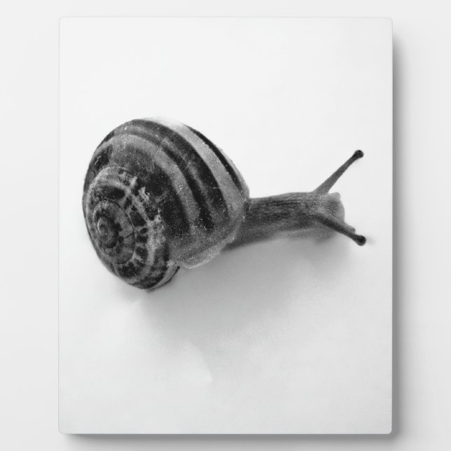 B&W snail Plaque (Front)