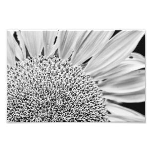 B&W Sunflower Photo Print