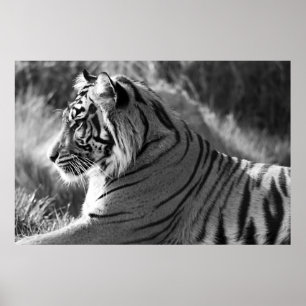 B&W Tiger Profile Photo Poster