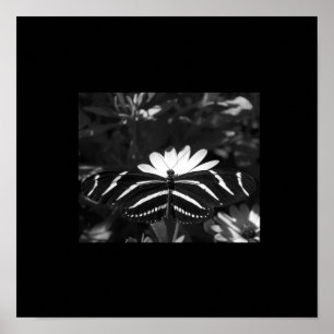B&W Zebra Butterfly on Black Poster