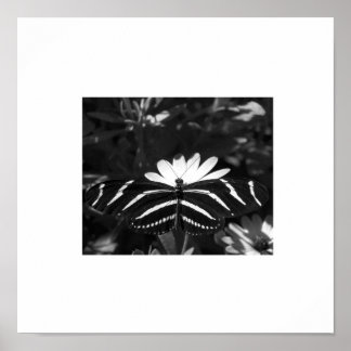 B&W Zebra Butterfly on White Poster