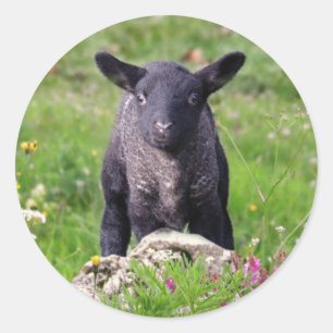 Baa Baa Black Sheep Sticker
