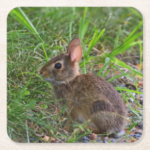 Babby Bunny Paper Coaster