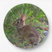 Babby Bunny Paper Plate