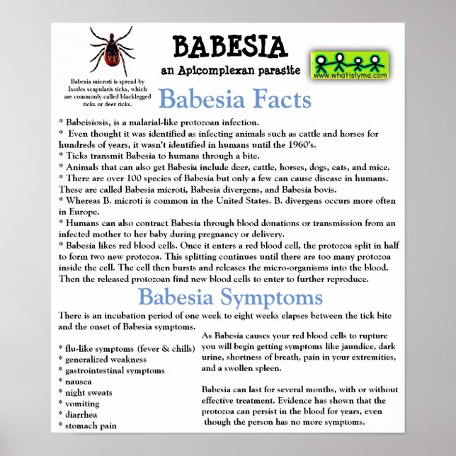 Babesia Information Fact Sheet Poster (Front)