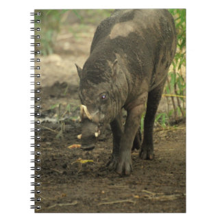 Babirusa  Notebook